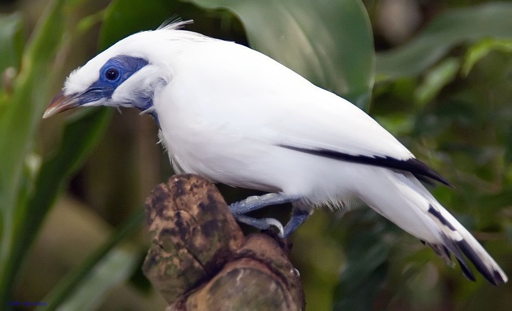 A white Bali Myna, a type of bird, perched on a plant. The myna has bright white feathers with black wing and tail tips. The area around its eye is blue.