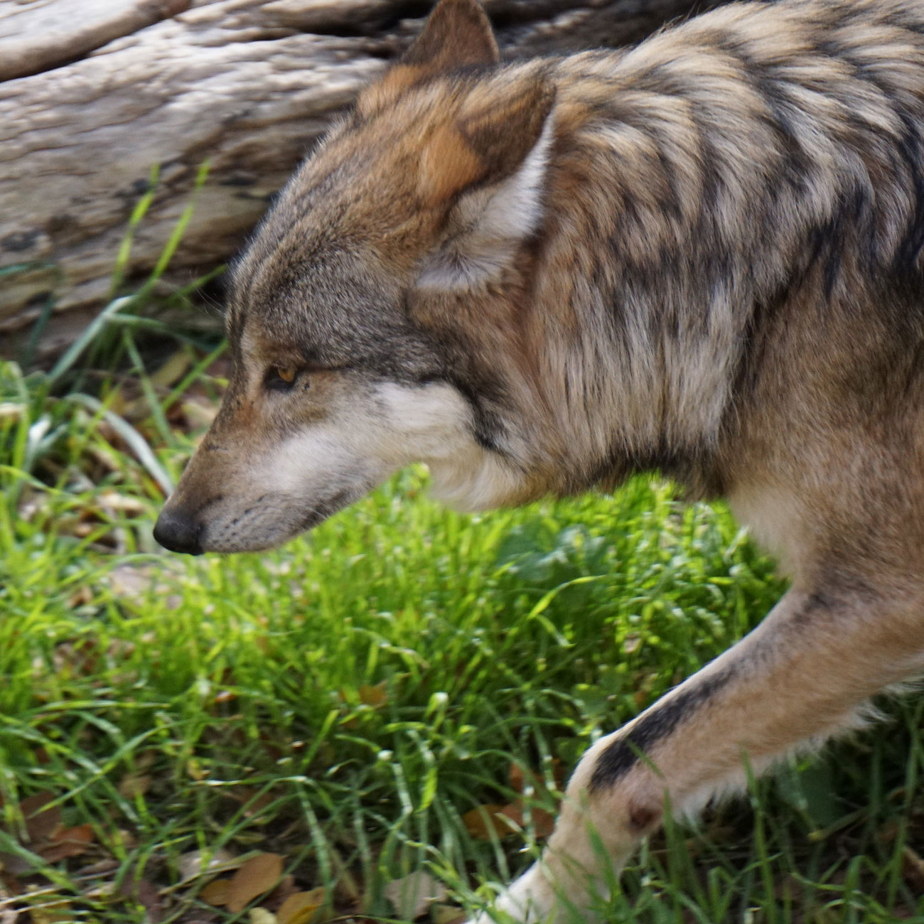A Mexican wolf shown from the shoulder up, striding into the frame from the right. The wolf is buff, beige, gray, and black in color. It has its ears turned back.