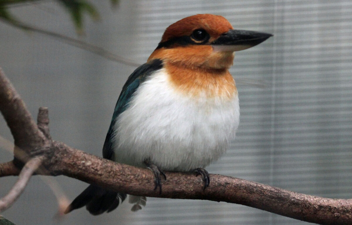 A captive Guam kingfisher sitting on a brach. The bird has a large head, a large beak that is black above and off-white below, an orange head with black eye stripe, a white breast, and a blue back.
