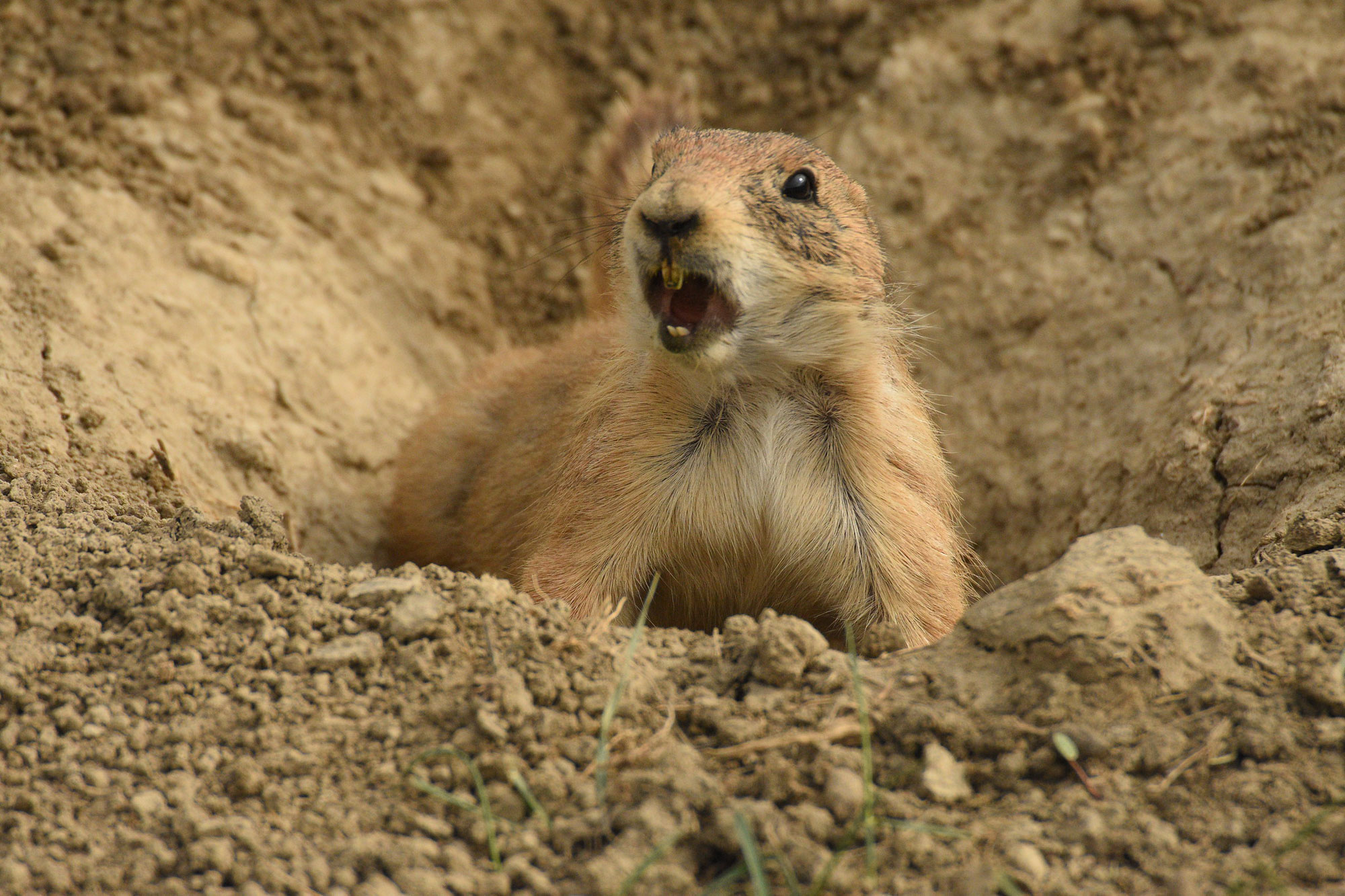 A prairie dog sitting at the mouth of its burrow, with its mouth open to make a sound.