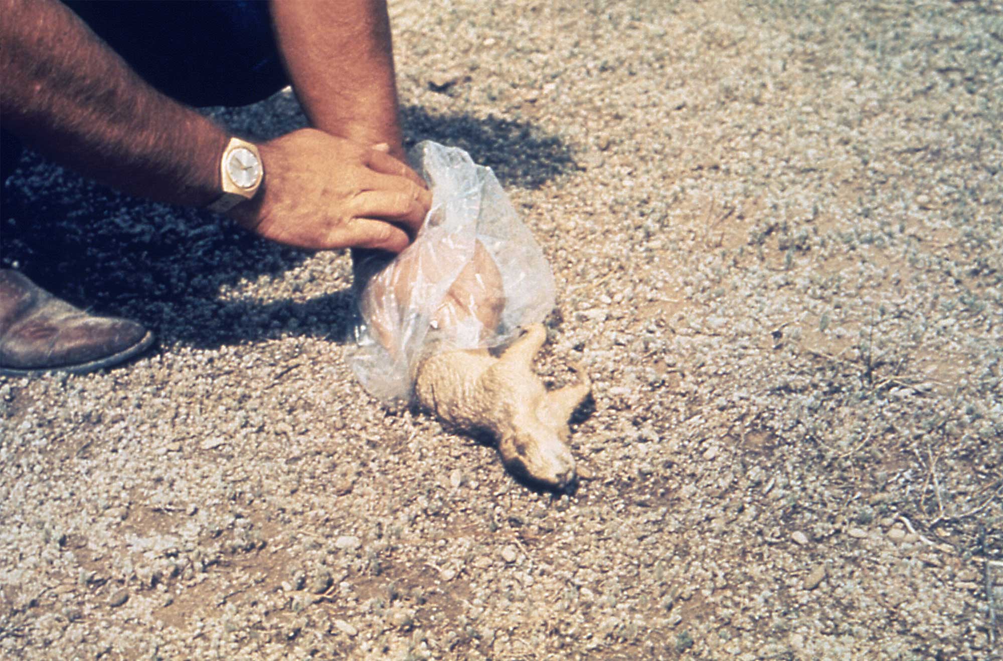 A person collected a dead prairie dog in clear plastic bag. The person has placed the bag over the hindquarters of the prairie dog and is gripping it with his left hand through the bag.