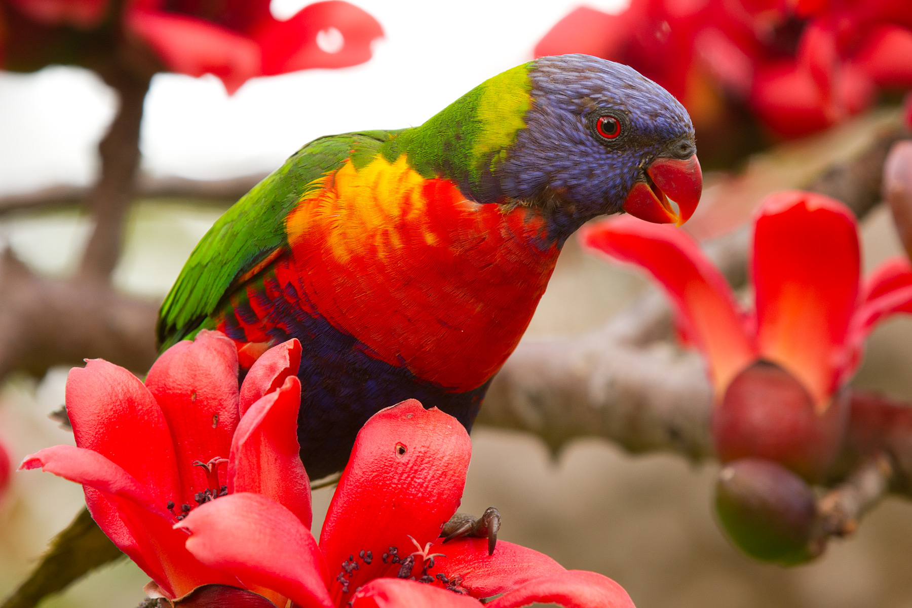 A rainbow lorikeet, a colorful parrot, perched in a flowering tree. The lorikeet has a blue-black head, a green back, a red upper breast, and a blue lower breast.