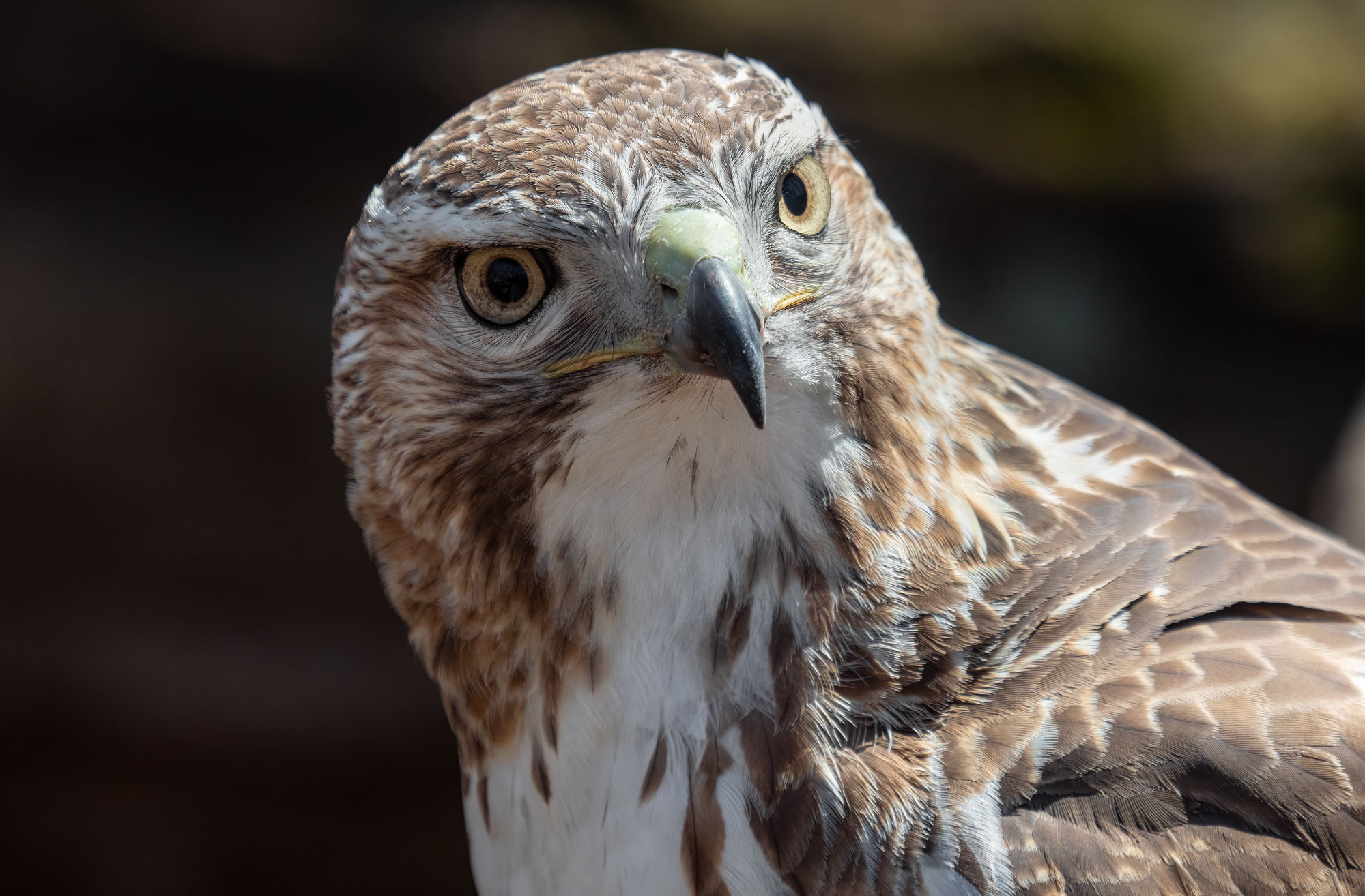 A red-tailed hawk shown from the shoulders up. The has has brown and white feathers.