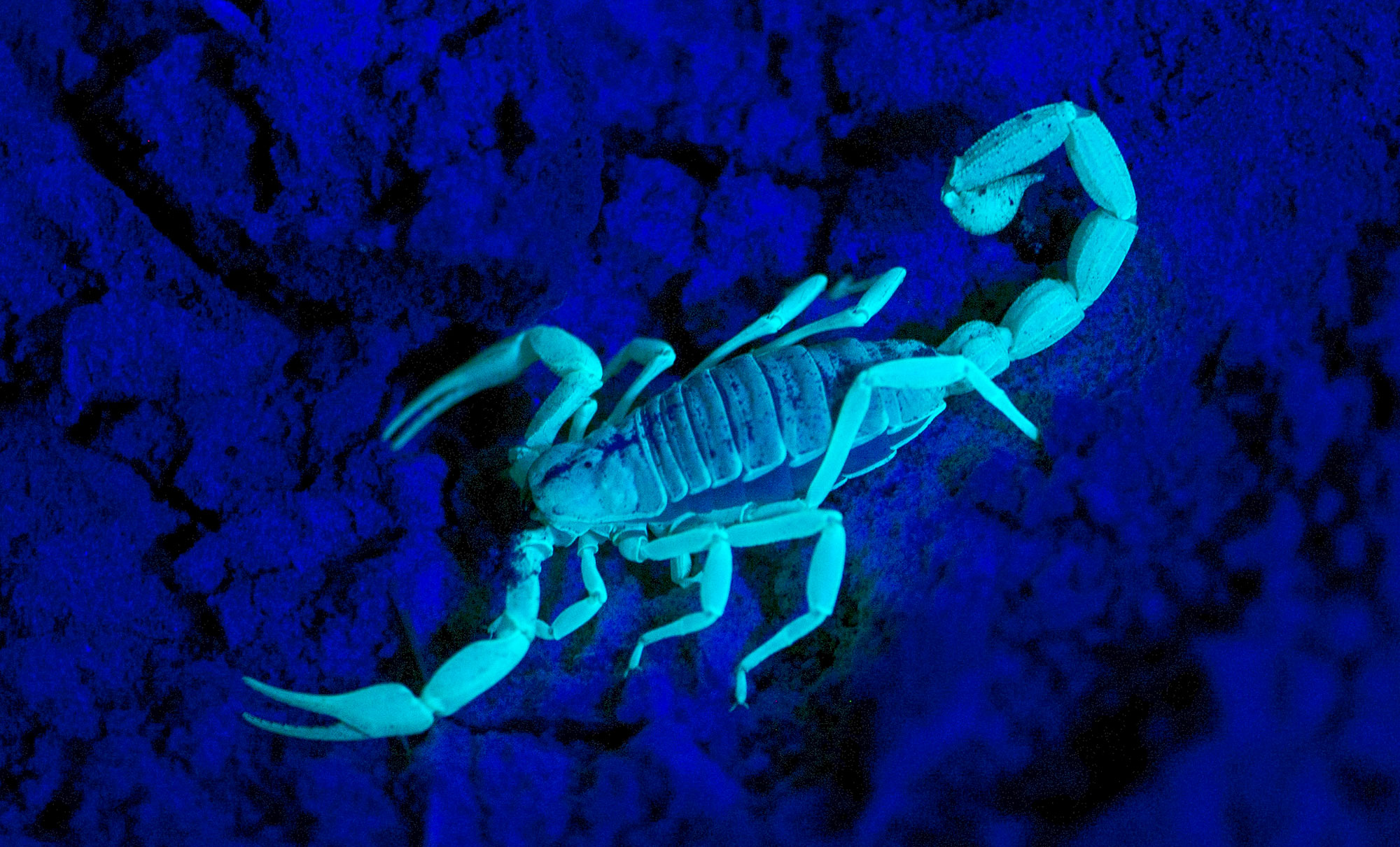 A scorpion glowing bluish green under a UV light.