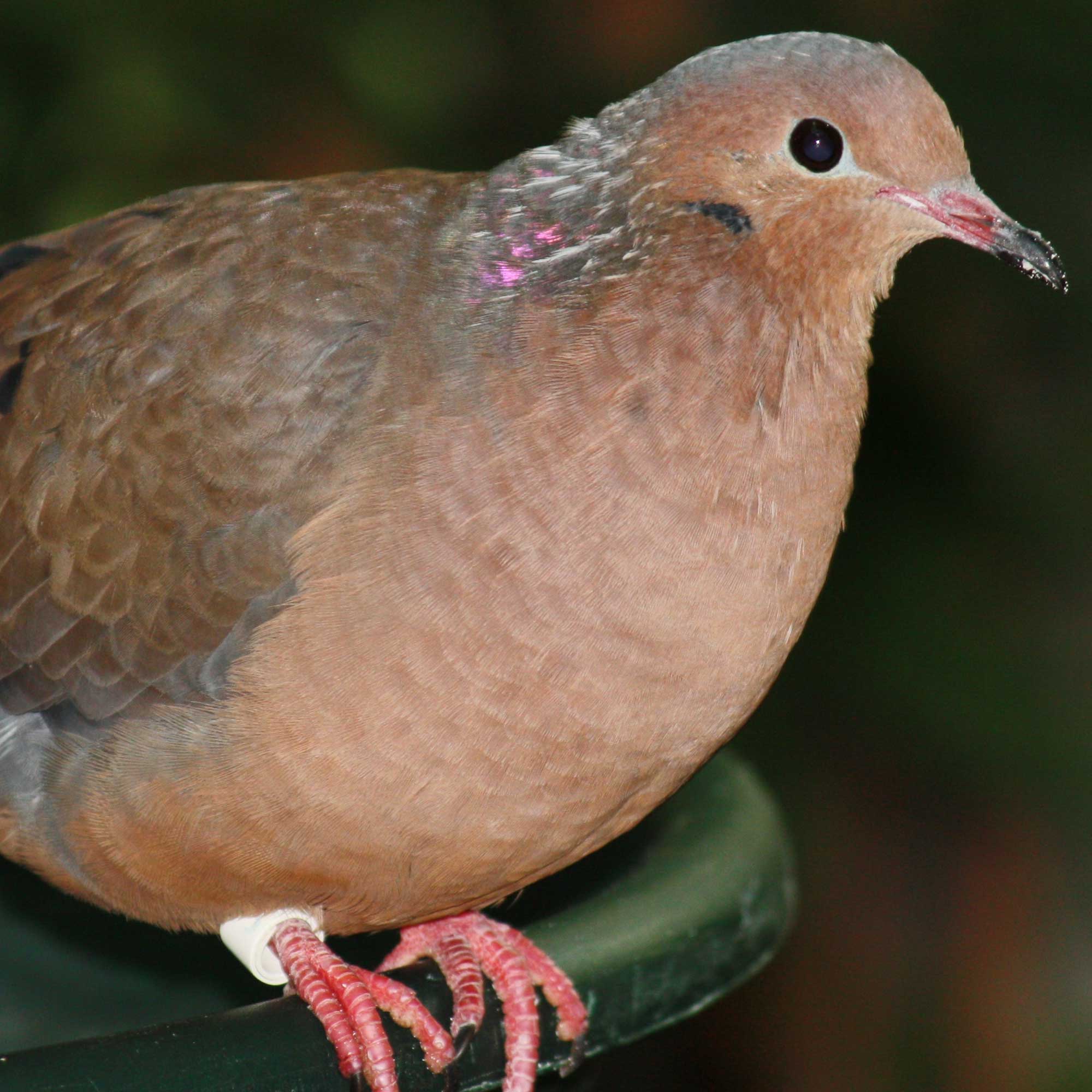 A Socorro dove perched on the rim of a plastic container. The dove is a light brown, pigeon-like bird with a black eye, reddish orange feet, and a iridescent patch at the nape of its neck.