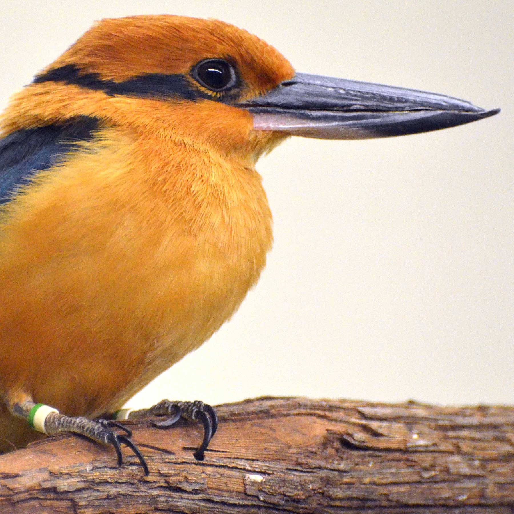 A Guam kingfisher perched on a branch. The kingfisher is a bird with a large head and beak. Its head and chest are mostly orange, whereas its back is dark blue.