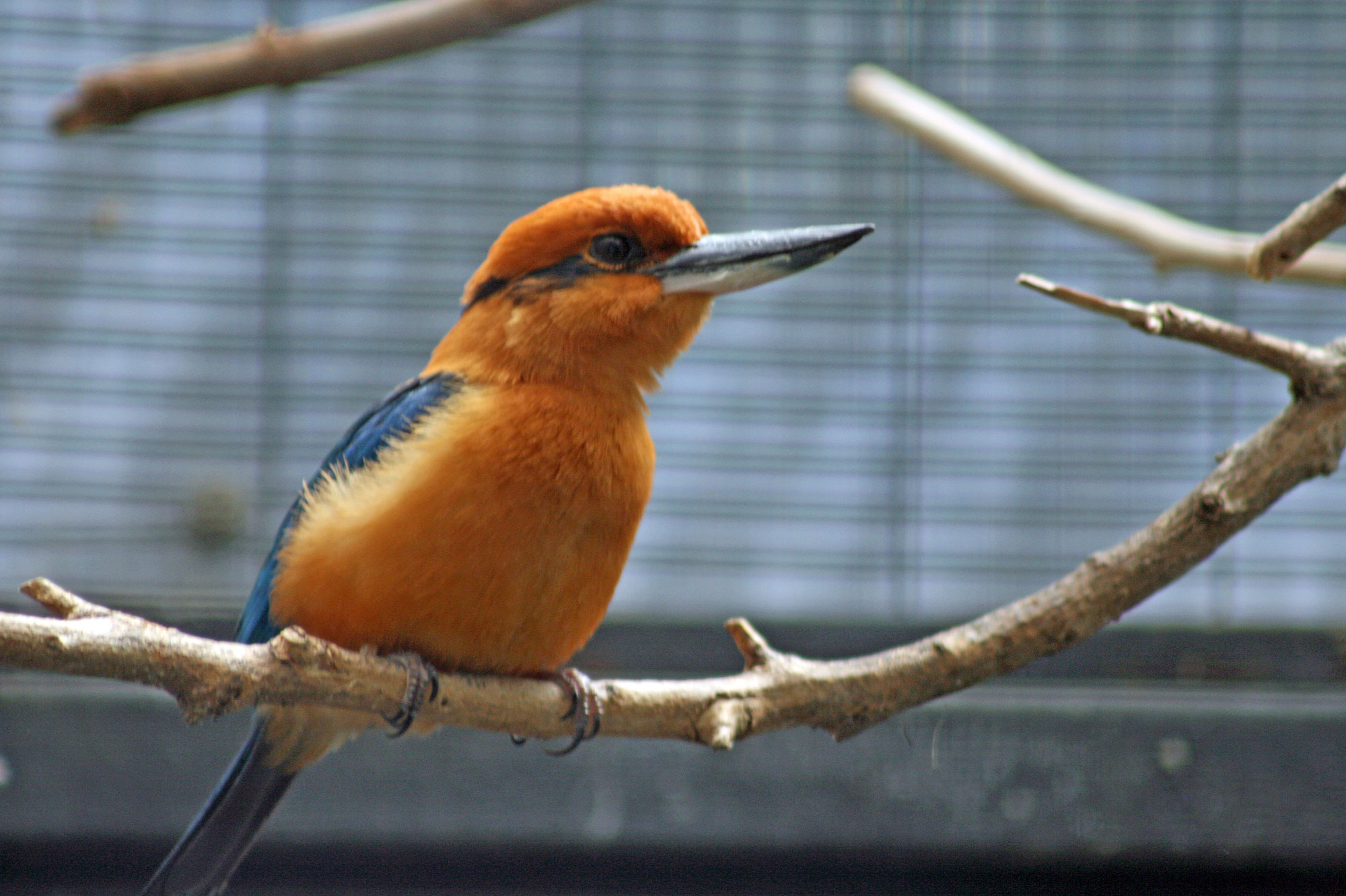 A captive Guam kingfisher perched on a branch. The kingfisher is a bird with a large head, a large black and white beak, a black eye, a mostly orange head and breast, and a blue back.