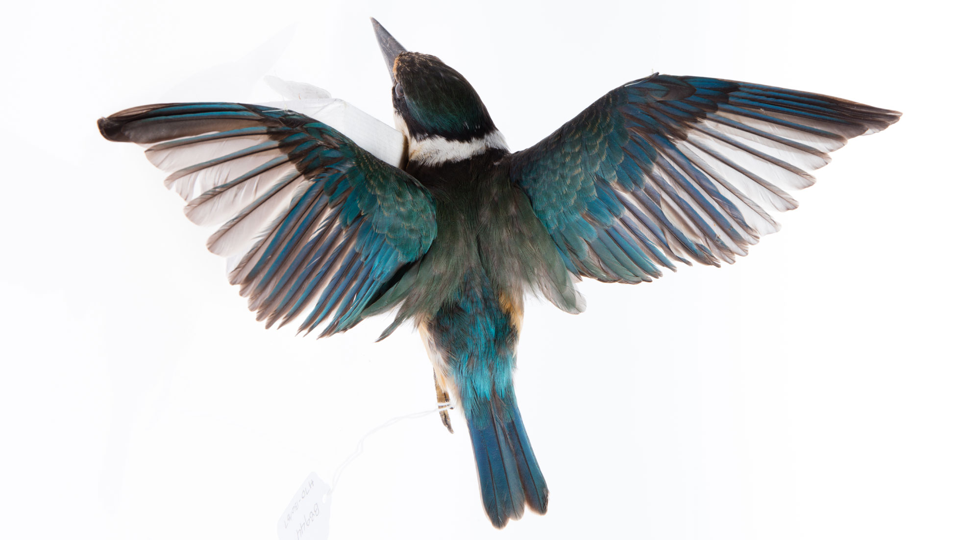 Museum specimen of sacred kingfisher displayed laying on its breast with its wings spread.
