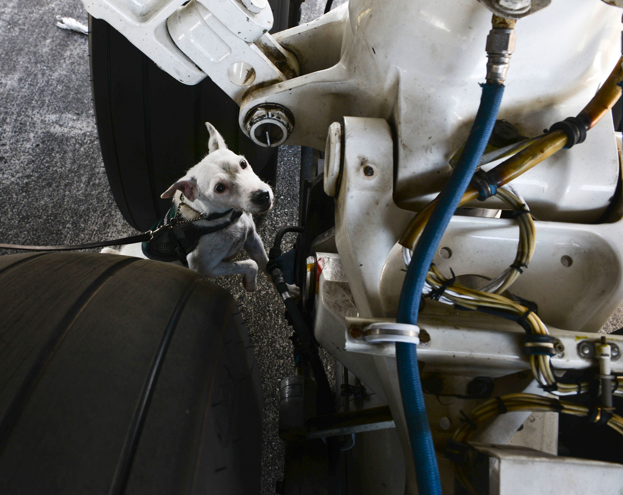 A dog inspecting an airplane for brown tree snakes.