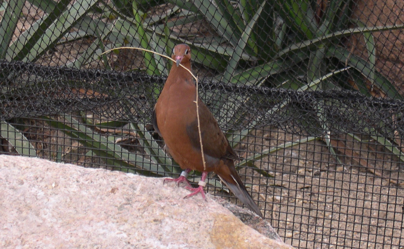 A Socorro dove in captivity. The dove is a brown, pigeon-like bird perched on a rock with a stick in its beak. The side of a mesh cage can be seen in the background.