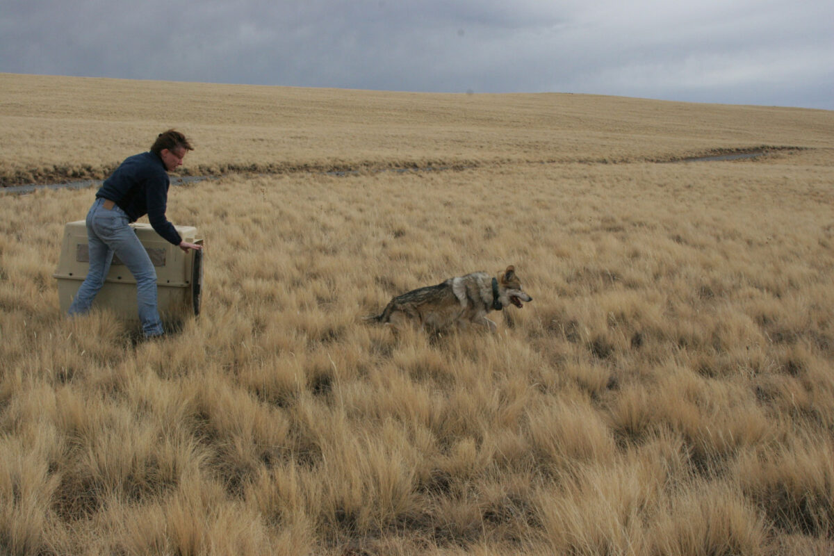 A man releasing a Mexican wolf into a grassland from a large animal carrier. The man is holding the door to the carrier open, while the wolf is moving away. The wolf has a collar on its neck.