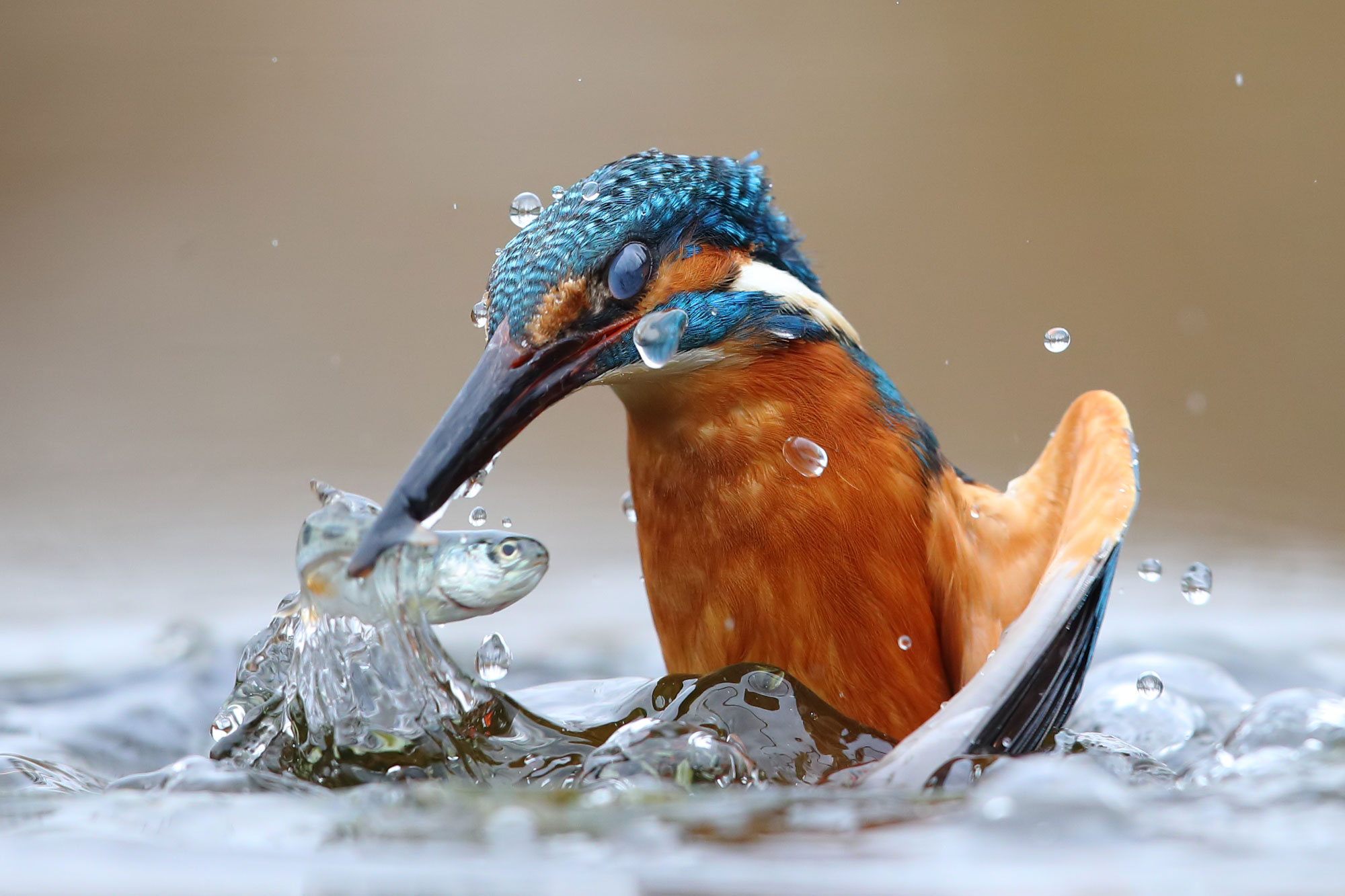 A common kingfisher emerging from the water with a small fish in its beak.