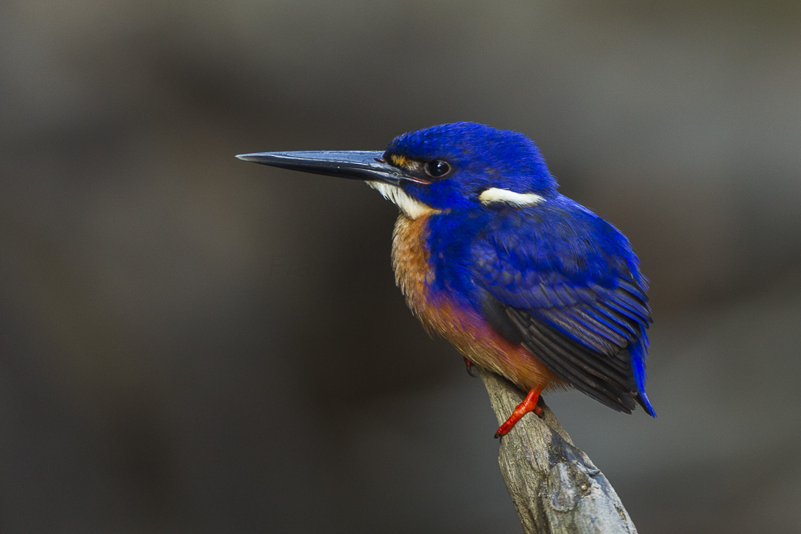 Azure kingfisher sitting on a branch in Queensland, Australia. The bird has a vibrant dark blue head, back, and wings, and an orange breast.