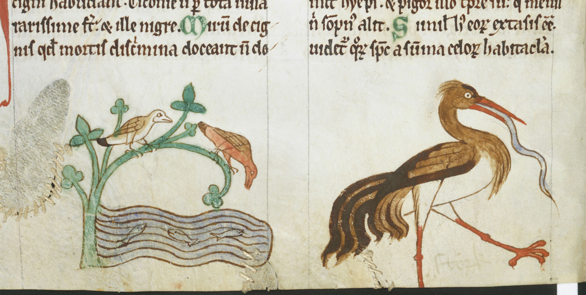 Portion of a page from Topographia Hibernica, a book from around 1220 written by Gerald of Wales. The left side fo the page shows two kingfishers perched in a tree over a river with fish. The kingfishers are not depicted very accurately.