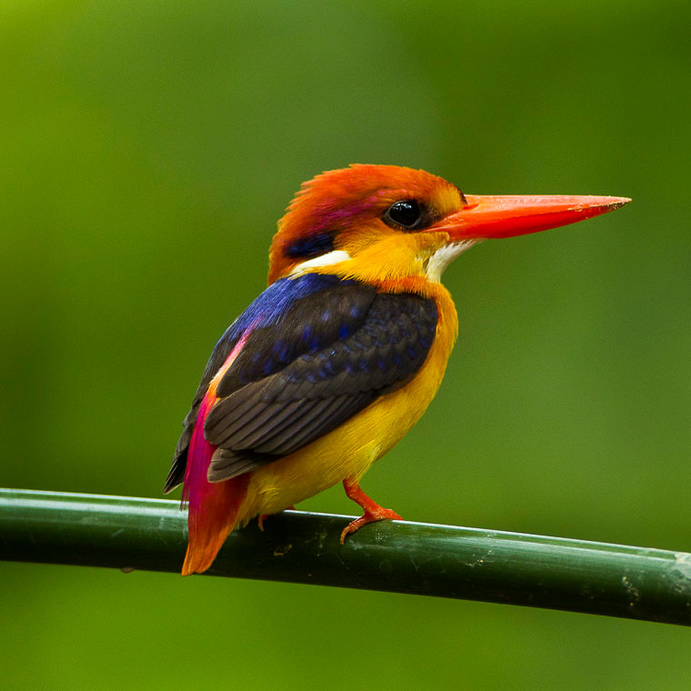 A black-backed kingfisher perched on a green branch or leaf stalk. The bird is very colorful, with a yellow breast, black wings, and and a purple, pink, and orange back and tail; the head and beak are also orange.
