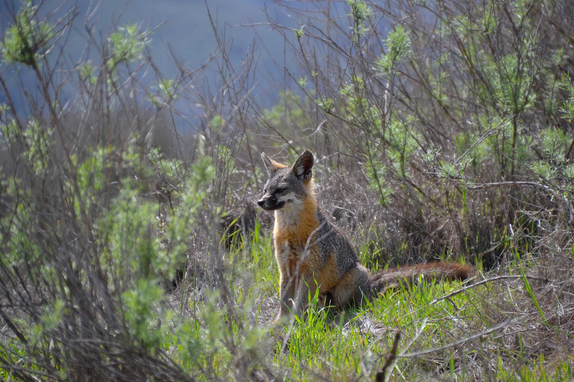 A Santa Catalina Island fox sitting among vegetation in a natural landscape.