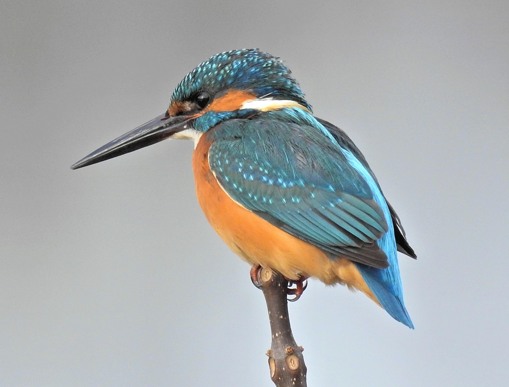 A common kingfisher perched at the end of a small branch. The bird has a teal head, back and wings, and a orange breast as well as an orange stripe over the lower part of its eye.