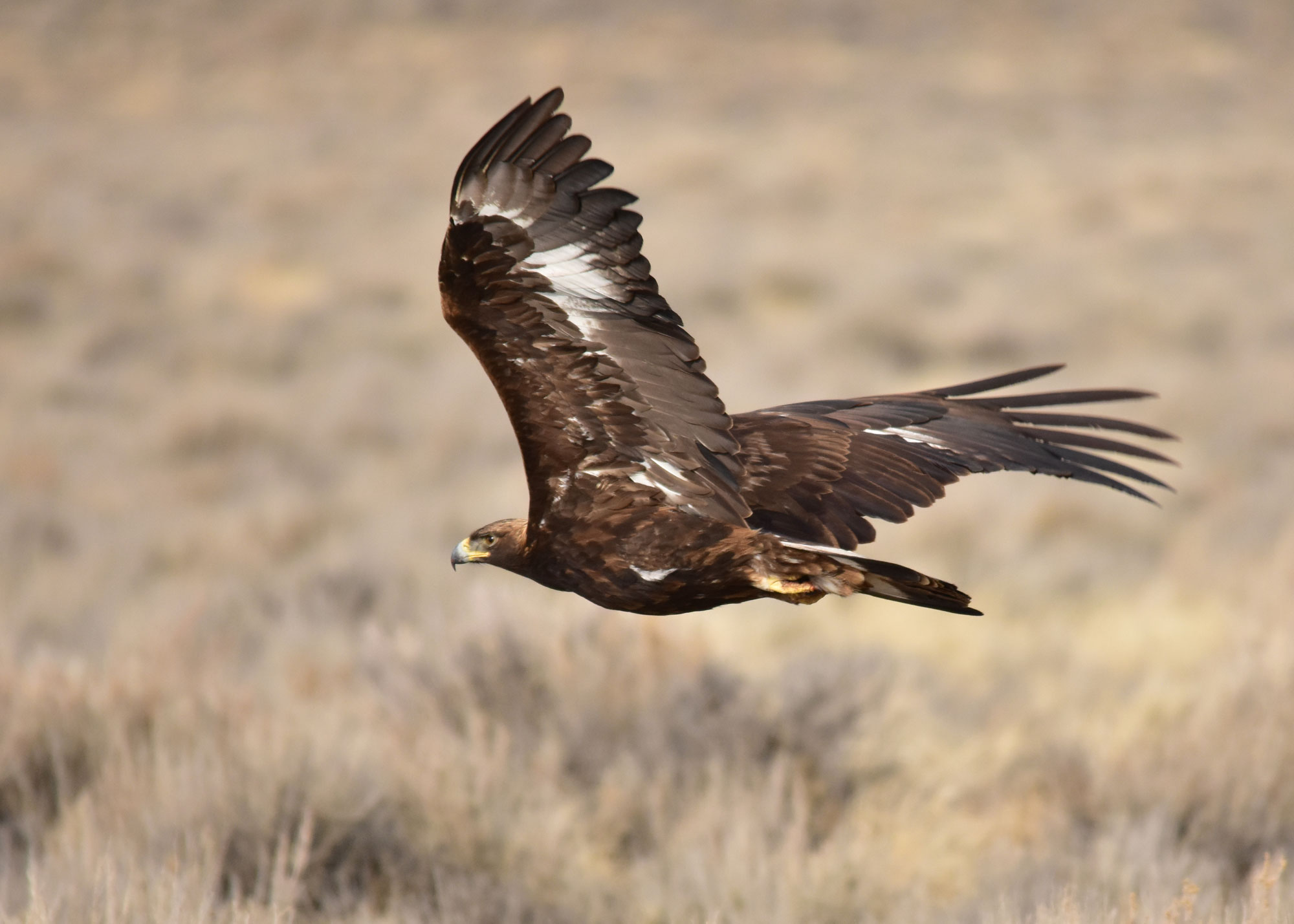 A golden eagle flying over a dry grassy landscape.