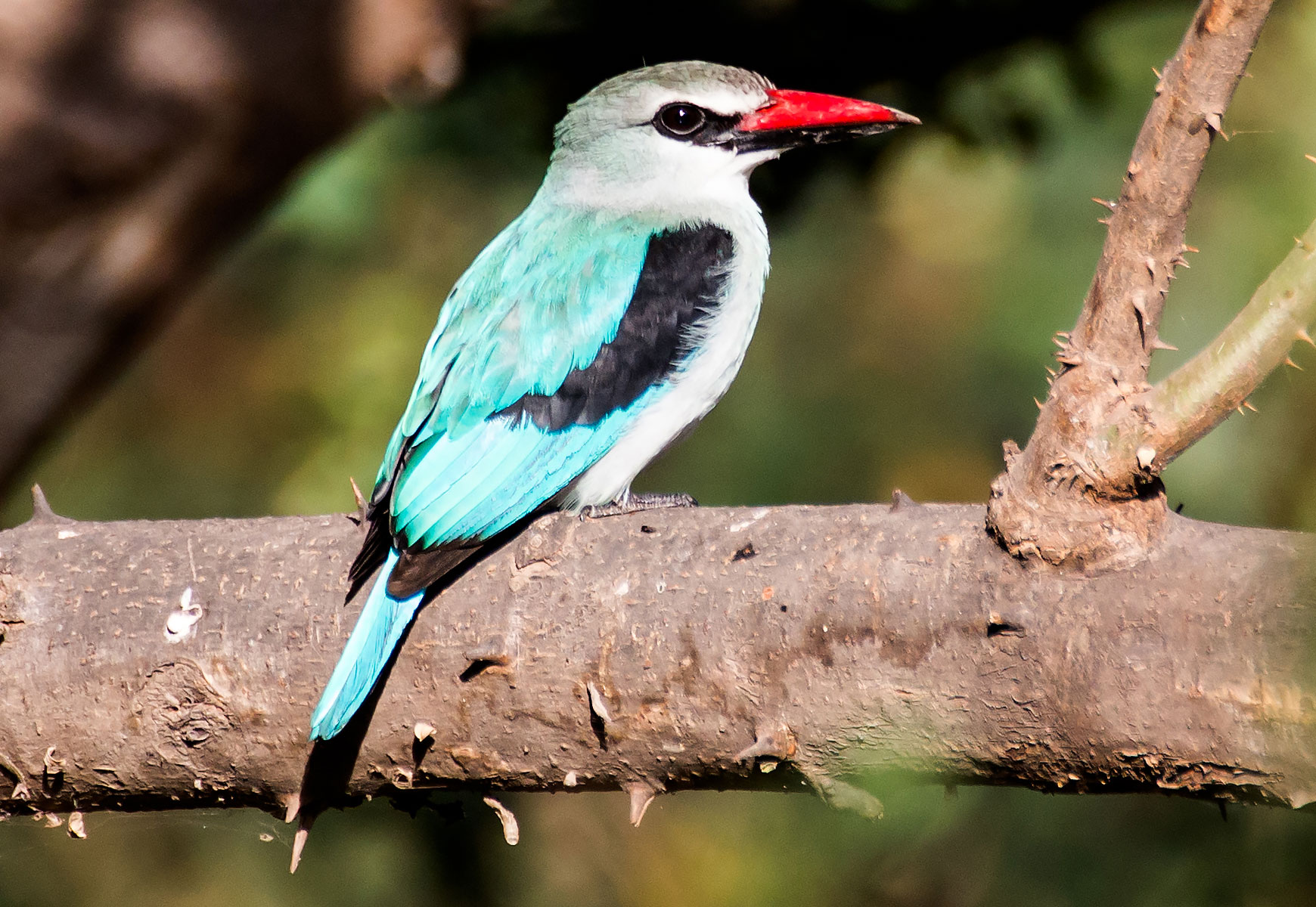 A woodland kingfisher sitting on a thick branch in Ethiopia. The bird has a gray and white head, a white breast, and a light blue back, and light blue and black wings and tail.