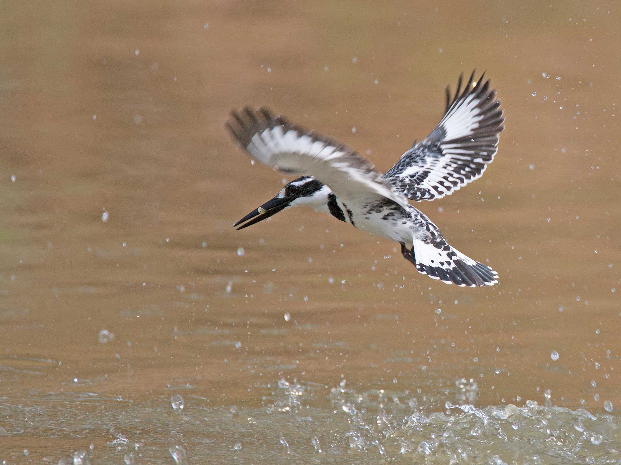 A pied kingfisher in flight emerging from the water with a small fish in its beak.