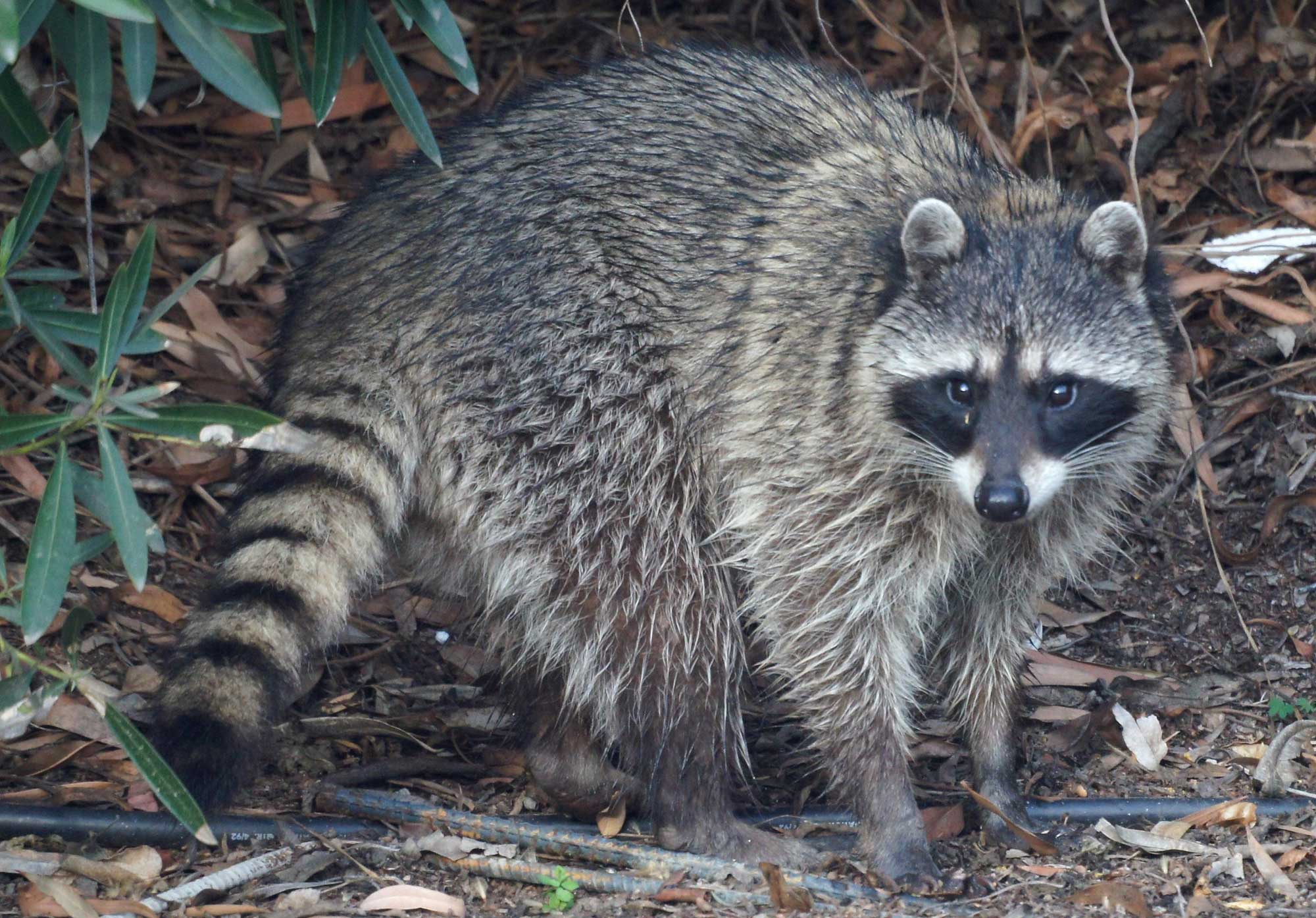 A raccoon, a medium-sized gray animal with a black-masked face and bushy tail with black-ringed stripes.