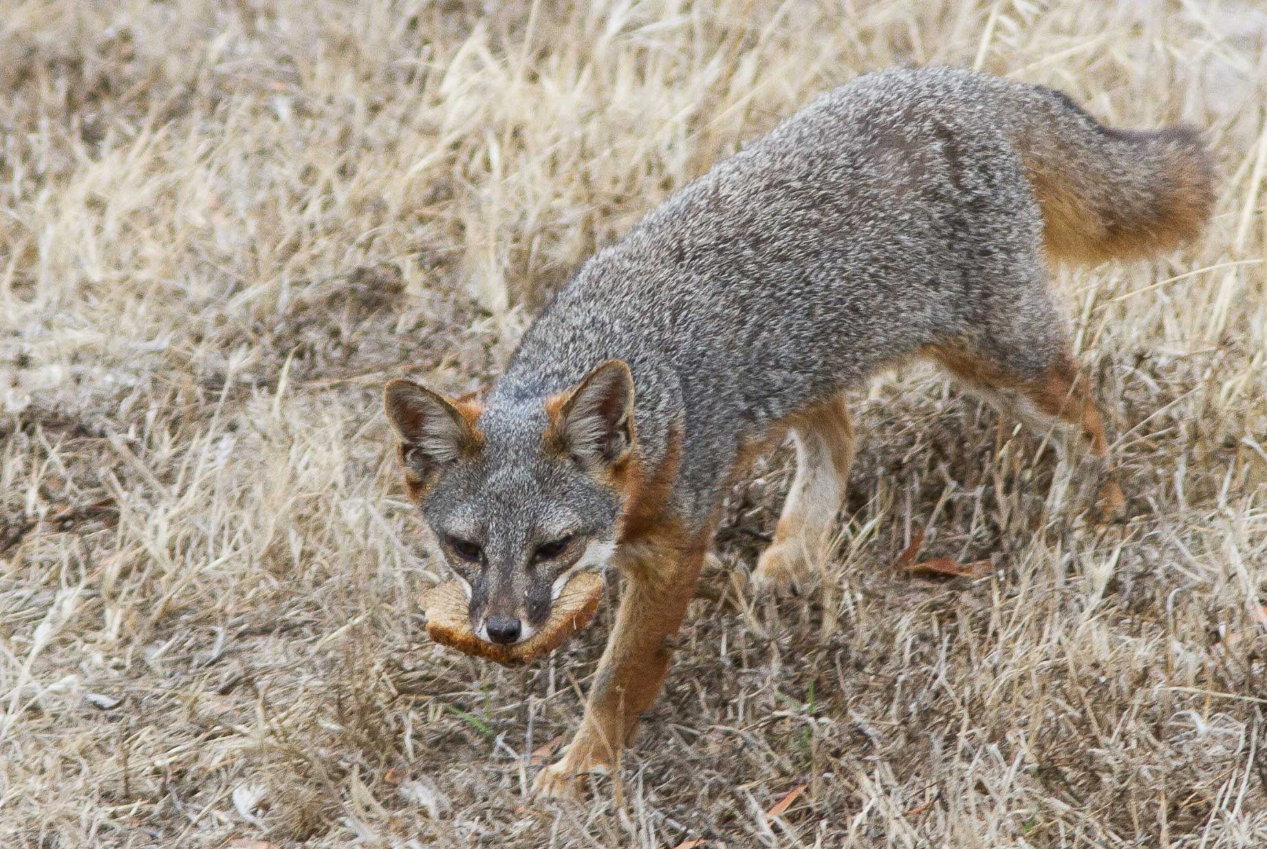 A San Clemente Island fox carrying a slice of bread in its mouth.