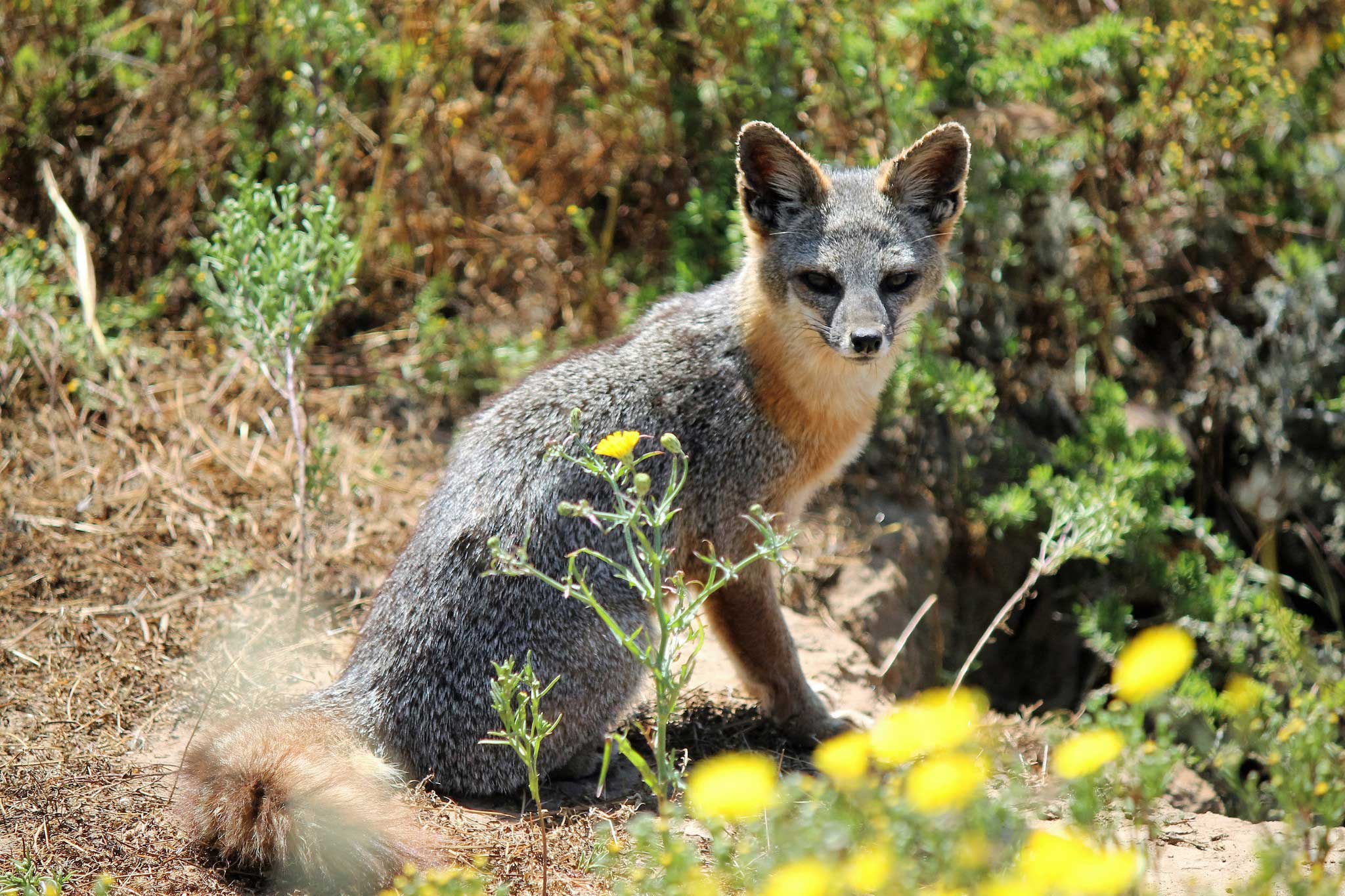 A San Clemente fox sitting in a natural landscape and looking directly at the viewer.