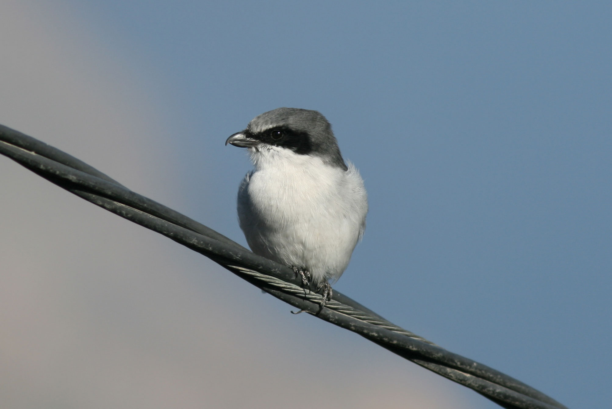 A San Clemente loggerhead shrike perched on a metal cable. The shrike has a shite breast, a gray head, a black mask around its eye, and a small black hooked beak.