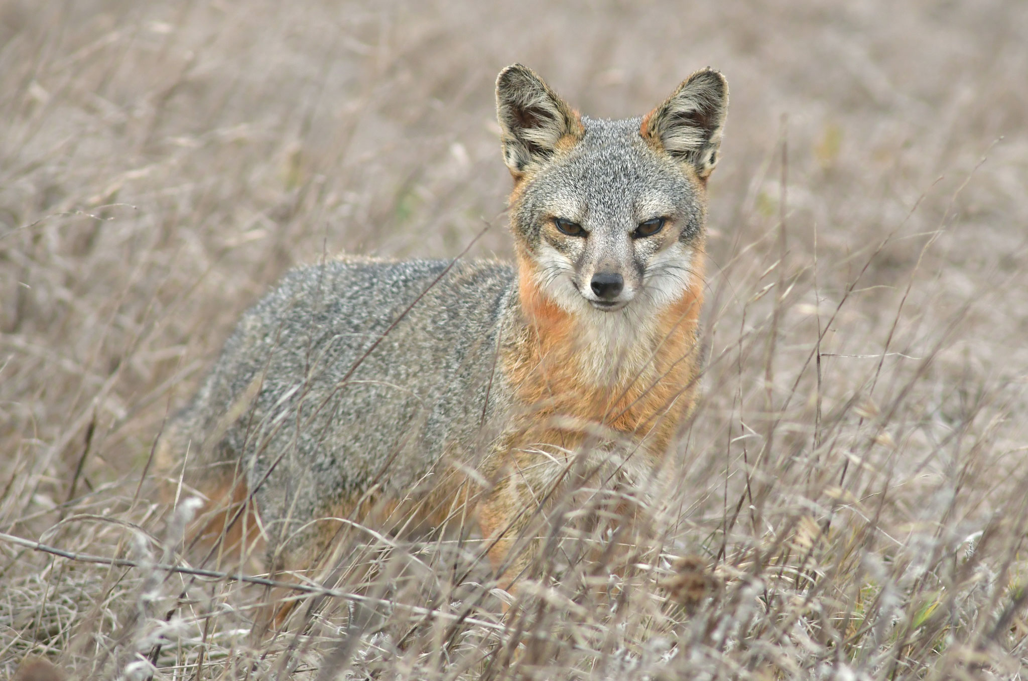 Channel Islands fox - Earth@Home: Evolution