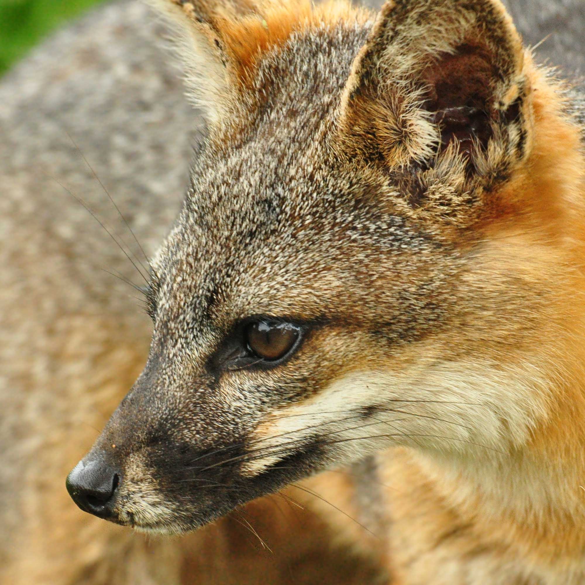 A Santa Cruz Island fox shown in close up, with its face shown nearly in profile.