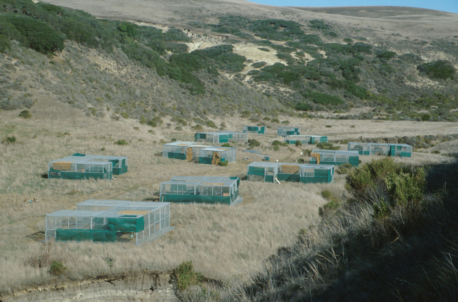 Pens for a Channel Islands fox breeding program on Santa Rosa Island. The pens are enclosed on the sides and top and rectangular in shape. The are placed in a small valley with dry grass and shrubs growing on the hillsides nearby.